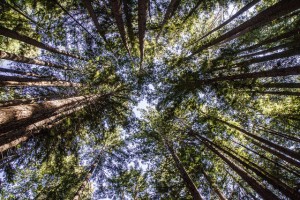 Lie Down, Let Go, Look Up