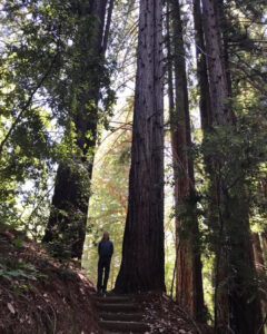 Standing among the redwood trees